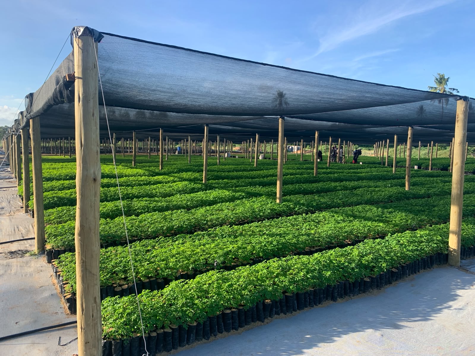 ATC Mtwapa Nursery - Propagation area